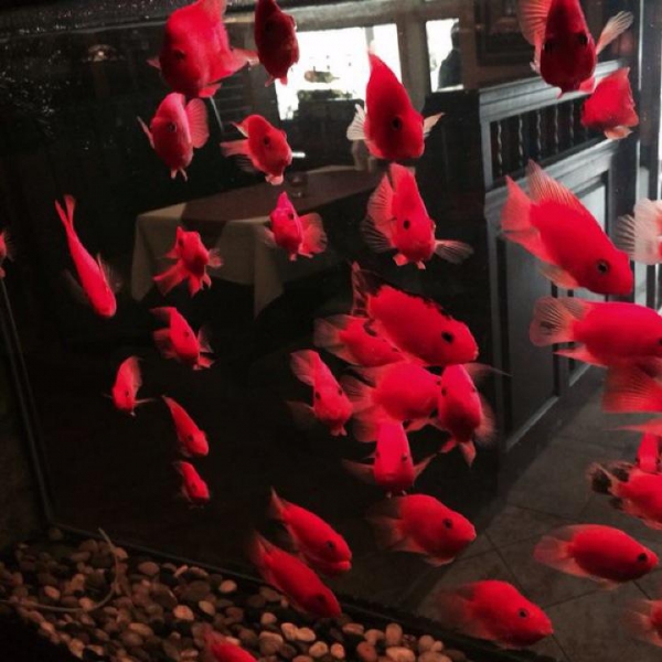 Ресторанный сервис бронирования столиков menu-rest.com - Интерьер ресторана "Венеция"