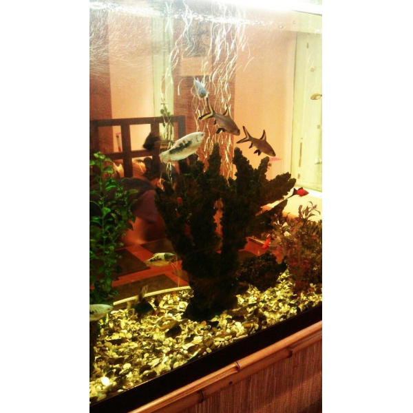 Ресторанный сервис бронирования столиков menu-rest.com - Интерьер ресторана "Васаби"