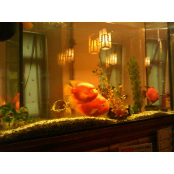 Ресторанный сервис бронирования столиков menu-rest.com - Интерьер ресторана "Васаби"