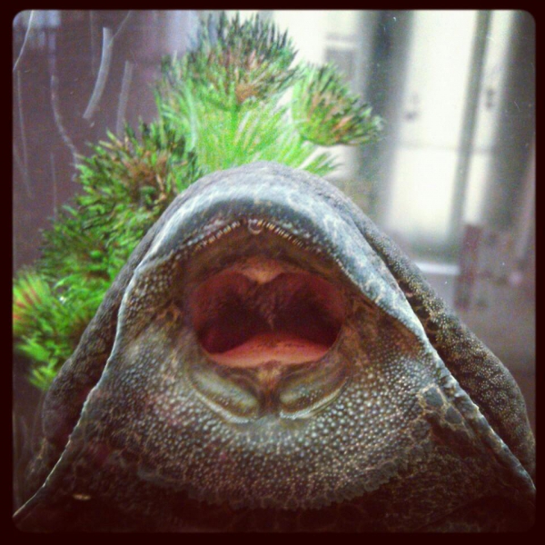 Ресторанный сервис бронирования столиков menu-rest.com - Интерьер ресторана "Васаби"