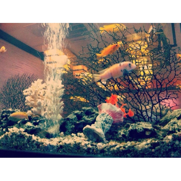 Ресторанный сервис бронирования столиков menu-rest.com - Интерьер ресторана "Нияма"