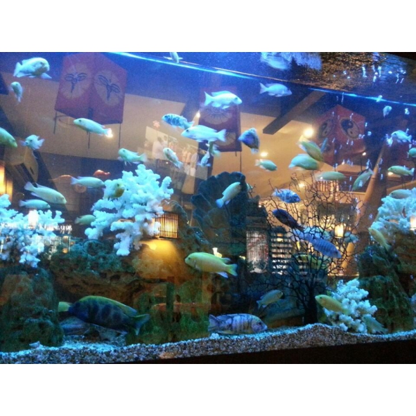 Ресторанный сервис бронирования столиков menu-rest.com - Интерьер ресторана "Якуми"