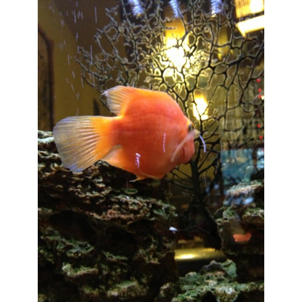 Ресторанный сервис бронирования столиков menu-rest.com - Интерьер ресторана "Якуми"