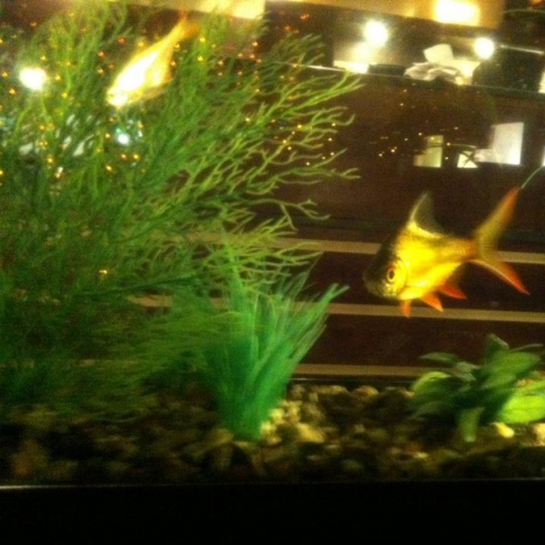 Ресторанный сервис бронирования столиков menu-rest.com - Интерьер ресторана "Якитория"