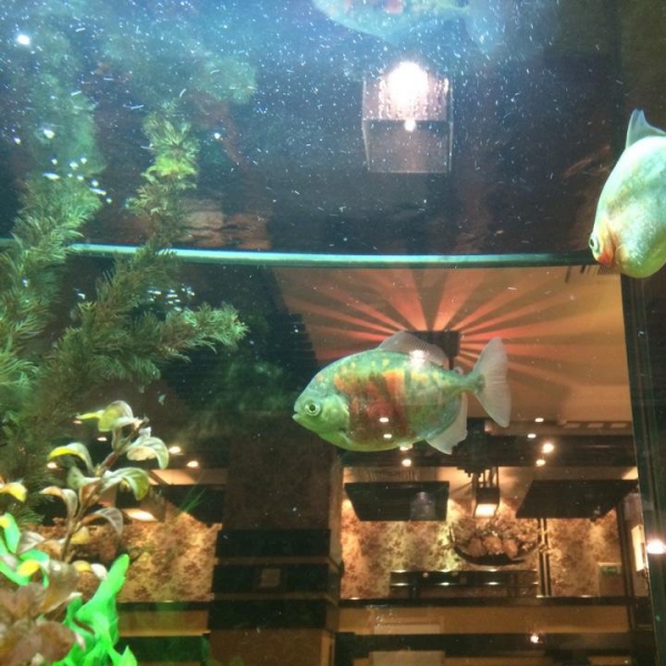 Ресторанный сервис бронирования столиков menu-rest.com - Интерьер ресторана "Якитория"