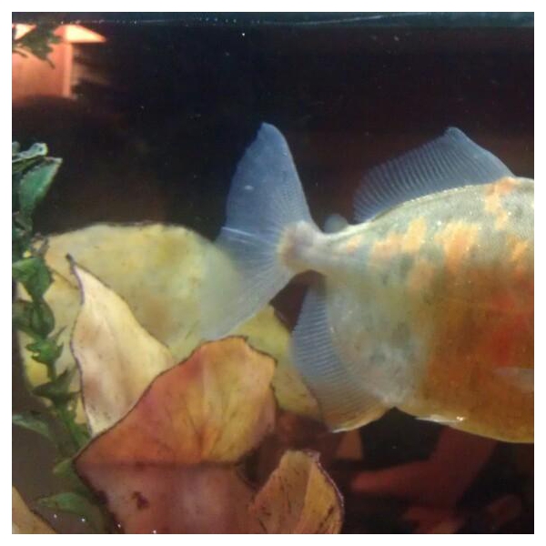 Ресторанный сервис бронирования столиков menu-rest.com - Интерьер ресторана "Якитория"