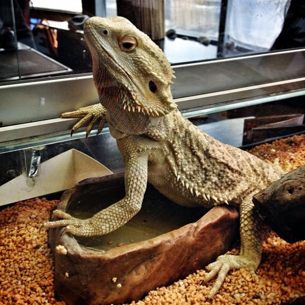 Ресторанный сервис бронирования столиков menu-rest.com - Интерьер ресторана "Якитория"