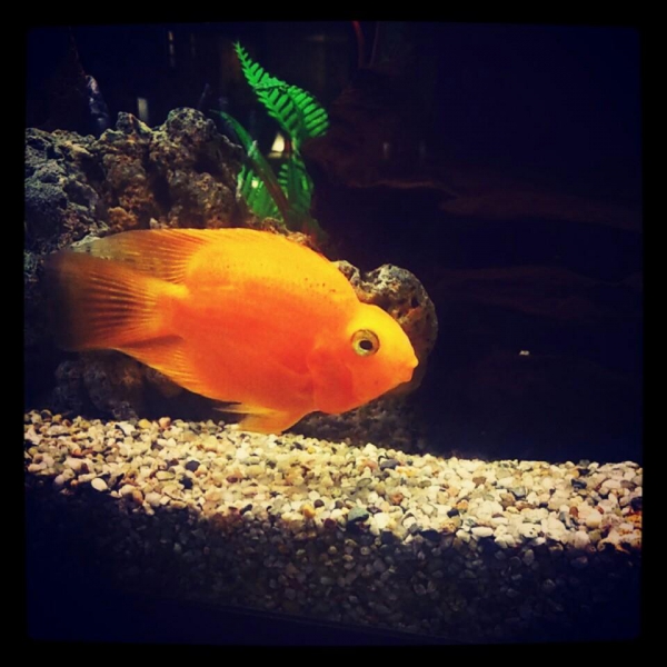 Ресторанный сервис бронирования столиков menu-rest.com - Интерьер ресторана "Якитория"