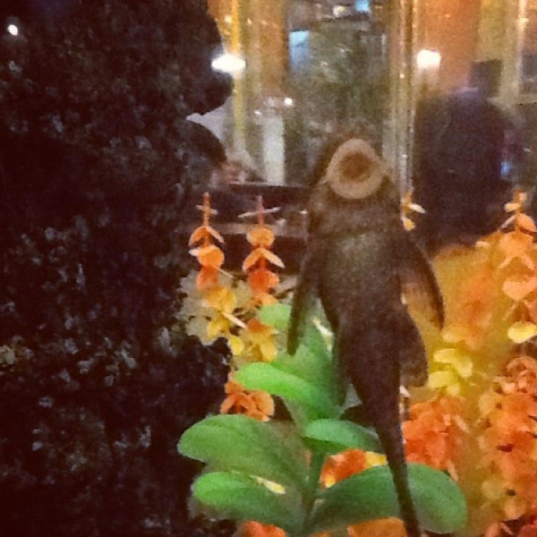 Ресторанный сервис бронирования столиков menu-rest.com - Интерьер ресторана "Якитория"