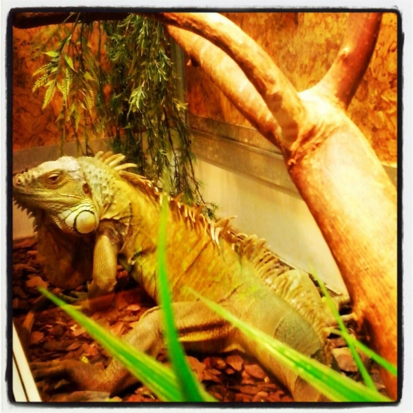 Ресторанный сервис бронирования столиков menu-rest.com - Интерьер ресторана "Якитория"