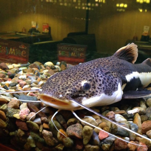 Ресторанный сервис бронирования столиков menu-rest.com - Интерьер ресторана "Якитория"