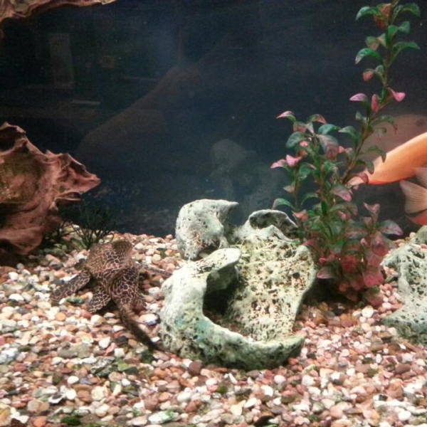 Ресторанный сервис бронирования столиков menu-rest.com - Интерьер ресторана "Якитория"