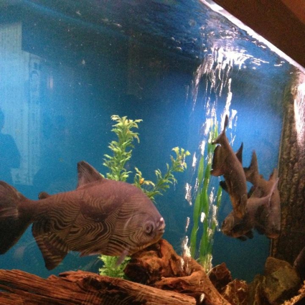 Ресторанный сервис бронирования столиков menu-rest.com - Интерьер ресторана "Якитория"