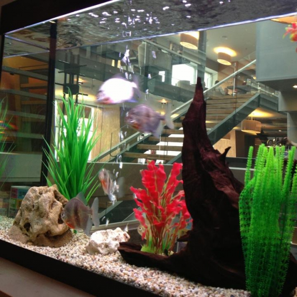 Ресторанный сервис бронирования столиков menu-rest.com - Интерьер ресторана "Якитория"