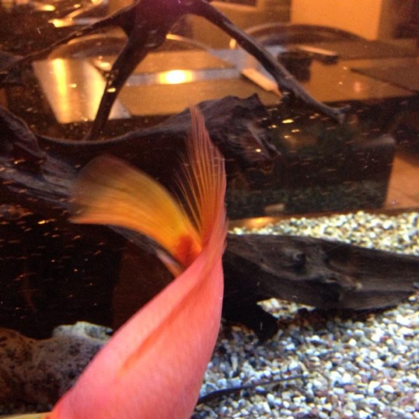 Ресторанный сервис бронирования столиков menu-rest.com - Интерьер ресторана "Якитория"