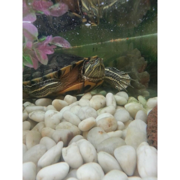 Ресторанный сервис бронирования столиков menu-rest.com - Интерьер ресторана "Коркули"