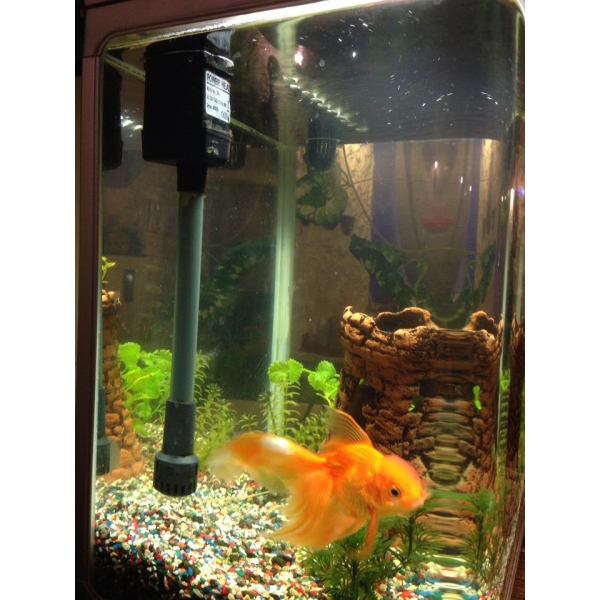 Ресторанный сервис бронирования столиков menu-rest.com - Интерьер ресторана "Персия"