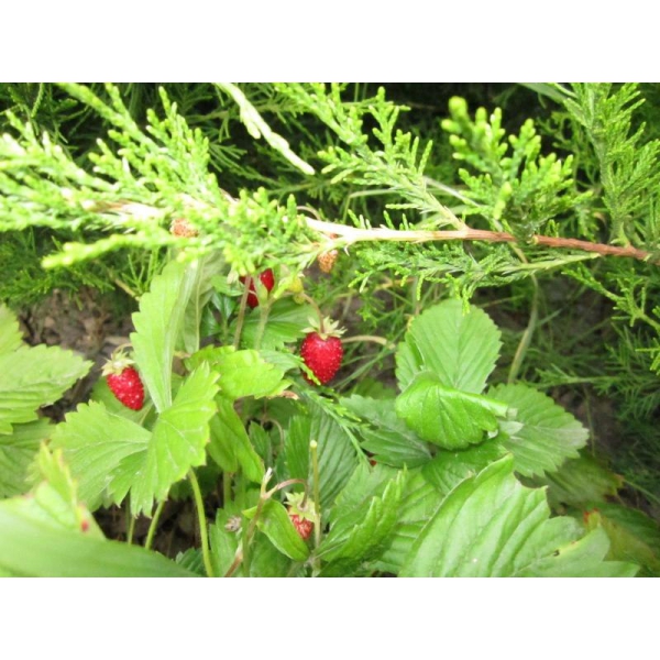 Ресторанный сервис бронирования столиков menu-rest.com - Интерьер ресторана "Ям"