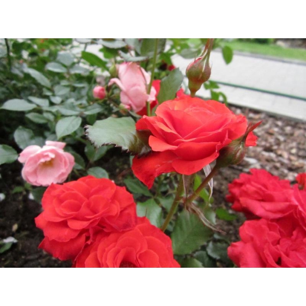 Ресторанный сервис бронирования столиков menu-rest.com - Интерьер ресторана "Ям"