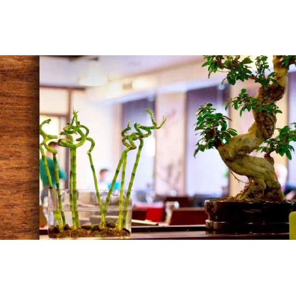 Ресторанный сервис бронирования столиков menu-rest.com - Интерьер ресторана "Кореана"