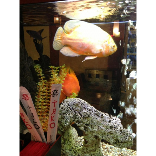 Ресторанный сервис бронирования столиков menu-rest.com - Интерьер ресторана "Тако"