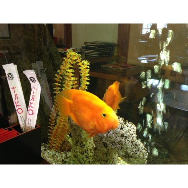 Ресторанный сервис бронирования столиков menu-rest.com - Интерьер ресторана "Тако"