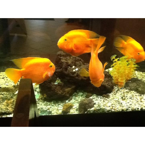 Ресторанный сервис бронирования столиков menu-rest.com - Интерьер ресторана "Тако"