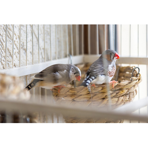 Ресторанный сервис бронирования столиков menu-rest.com - Интерьер ресторана "Palermo"