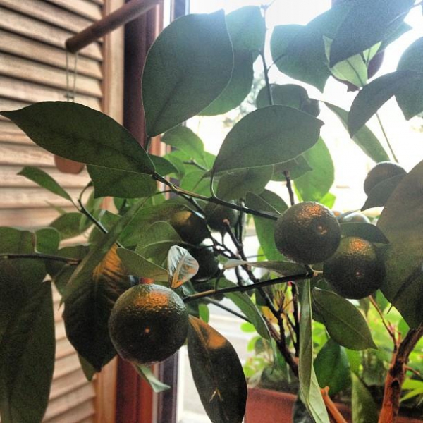 Ресторанный сервис бронирования столиков menu-rest.com - Интерьер ресторана "Эривань"