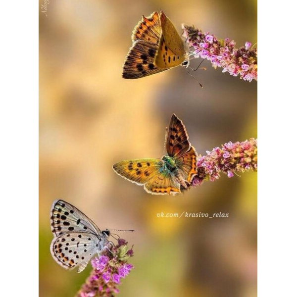 Ресторанный сервис бронирования столиков menu-rest.com - Интерьер ресторана "Тан Жен"