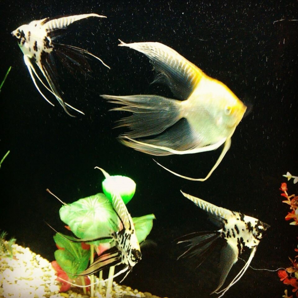 Ресторанный сервис бронирования столиков menu-rest.com - Интерьер ресторана "Два Капитана"