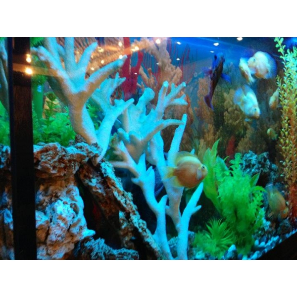 Ресторанный сервис бронирования столиков menu-rest.com - Интерьер ресторана "YASUMI"