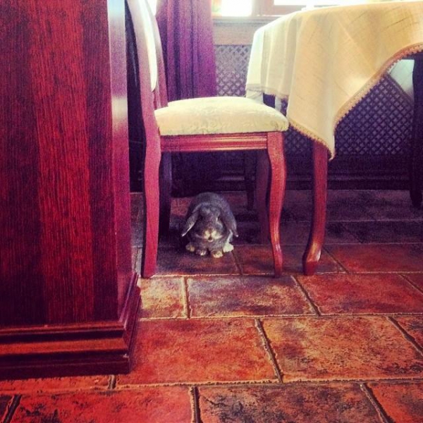 Ресторанный сервис бронирования столиков menu-rest.com - Интерьер ресторана "Sicilia"