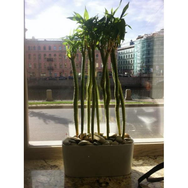 Ресторанный сервис бронирования столиков menu-rest.com - Интерьер ресторана "Fiolet"