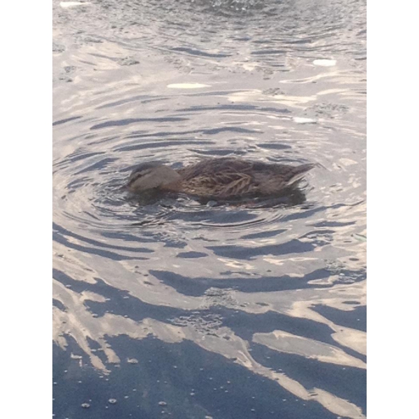 Ресторанный сервис бронирования столиков menu-rest.com - Интерьер ресторана "Усадьба в Юрлово"