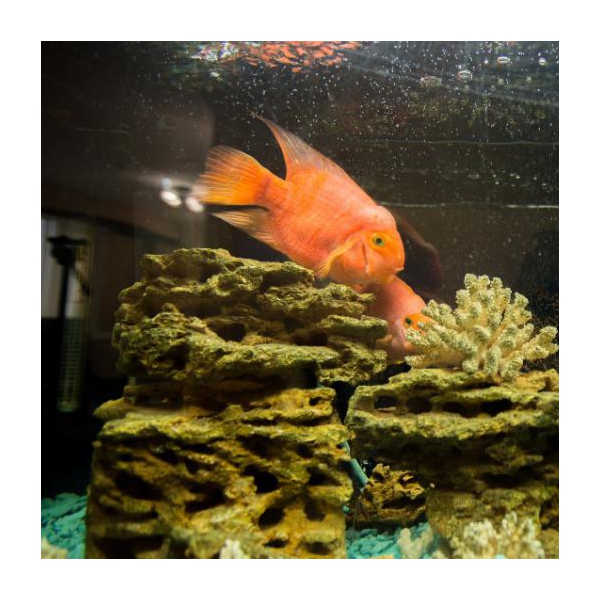 Ресторанный сервис бронирования столиков menu-rest.com - Интерьер ресторана "КАФЕ «САЯНЫ»"