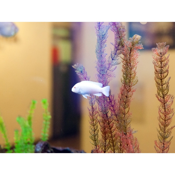 Ресторанный сервис бронирования столиков menu-rest.com - Интерьер ресторана "Максима Хотелс"