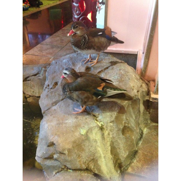 Ресторанный сервис бронирования столиков menu-rest.com - Интерьер ресторана "Храм Дракона"