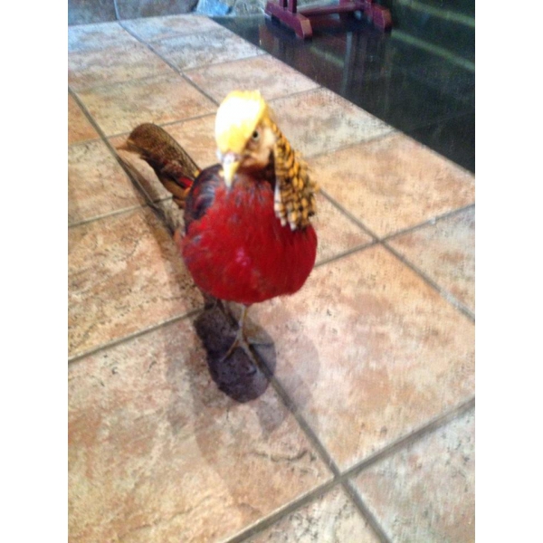 Ресторанный сервис бронирования столиков menu-rest.com - Интерьер ресторана "Храм Дракона"