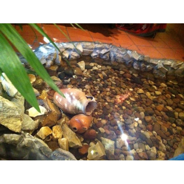 Ресторанный сервис бронирования столиков menu-rest.com - Интерьер ресторана "Белое Солнце Пустыни"