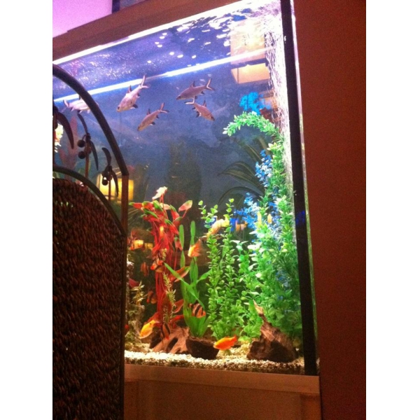 Ресторанный сервис бронирования столиков menu-rest.com - Интерьер ресторана "Китайский дворик"