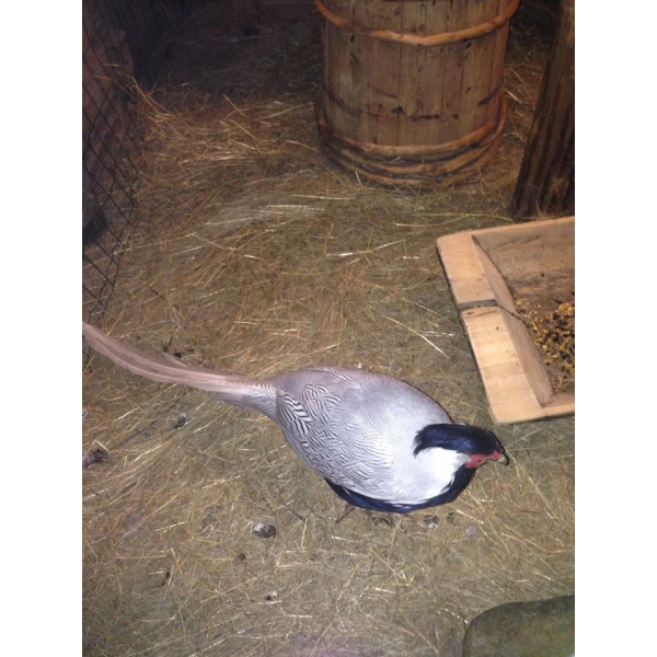 Ресторанный сервис бронирования столиков menu-rest.com - Интерьер ресторана "На Мельнице"