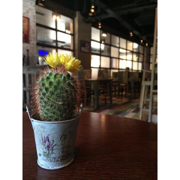 Ресторанный сервис бронирования столиков menu-rest.com - Интерьер ресторана "Рони Макарони"