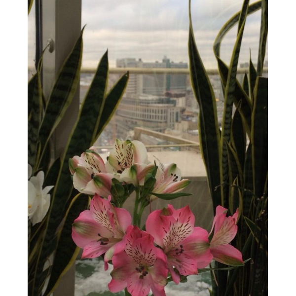 Ресторанный сервис бронирования столиков menu-rest.com - Интерьер ресторана "Зимний сад"