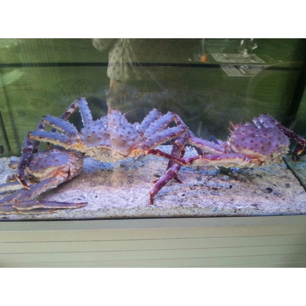 Ресторанный сервис бронирования столиков menu-rest.com - Интерьер ресторана "Gastronomica Fish"