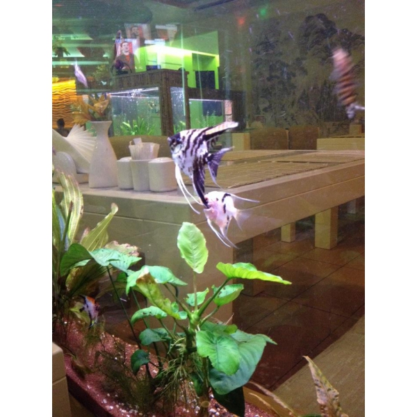 Ресторанный сервис бронирования столиков menu-rest.com - Интерьер ресторана "Макото"