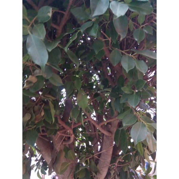 Ресторанный сервис бронирования столиков menu-rest.com - Интерьер ресторана "ISOLA"