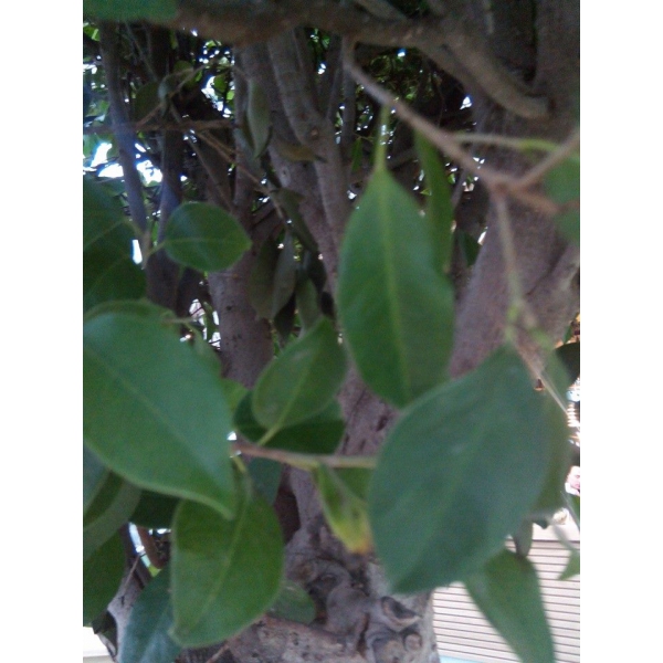 Ресторанный сервис бронирования столиков menu-rest.com - Интерьер ресторана "ISOLA"