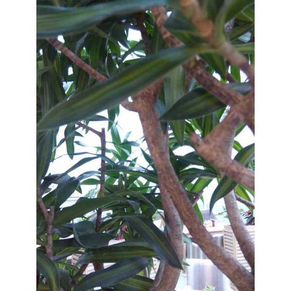 Ресторанный сервис бронирования столиков menu-rest.com - Интерьер ресторана "ISOLA"