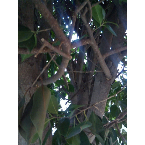 Ресторанный сервис бронирования столиков menu-rest.com - Интерьер ресторана "ISOLA"